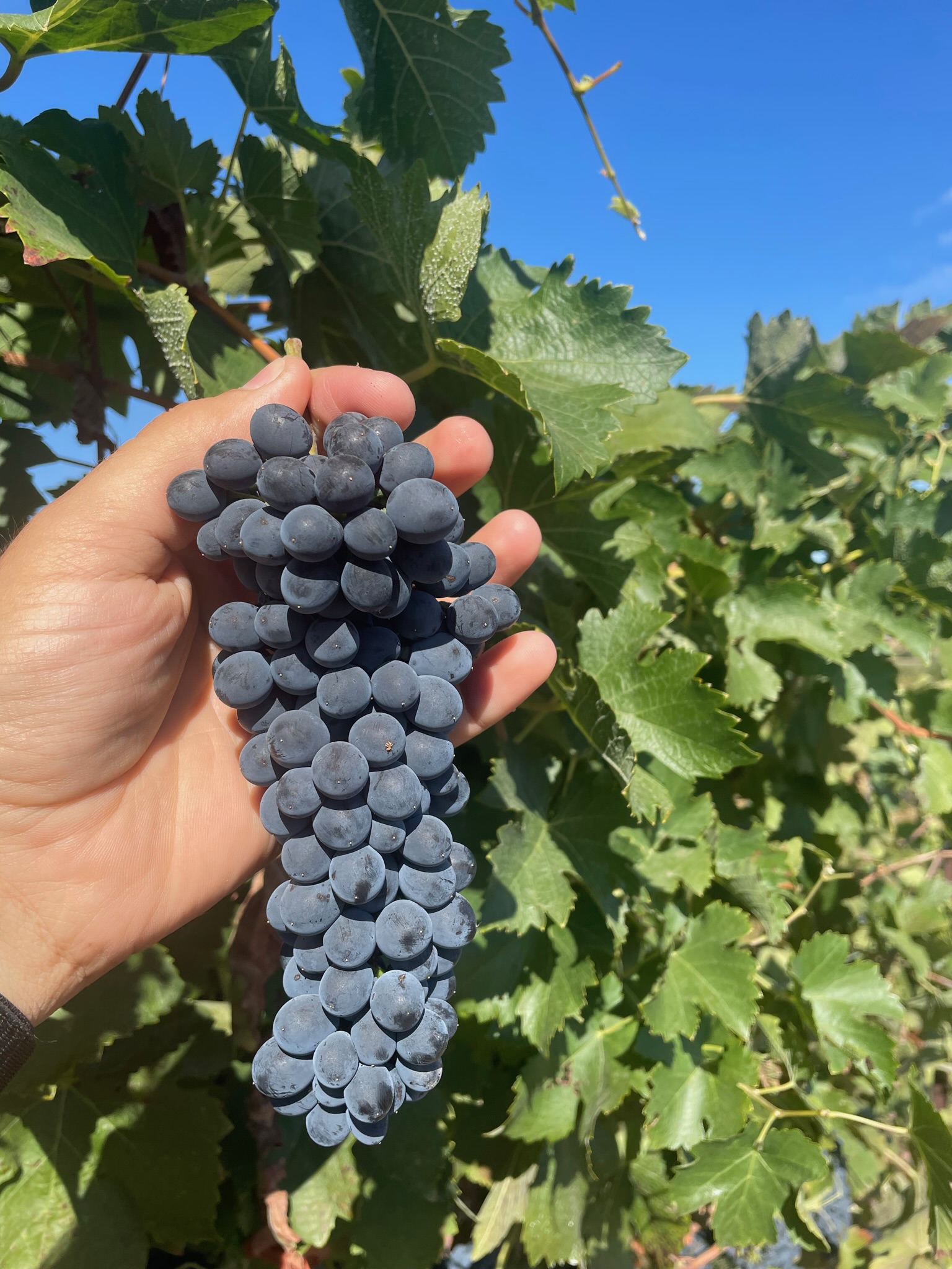 Vine Farm Ridge grapes
